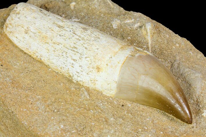 Rooted Mosasaur (Prognathodon) Tooth - Morocco #150247